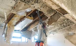  Topton, PA Mold Removal Pros